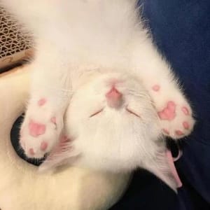 Người dùng Aadhya